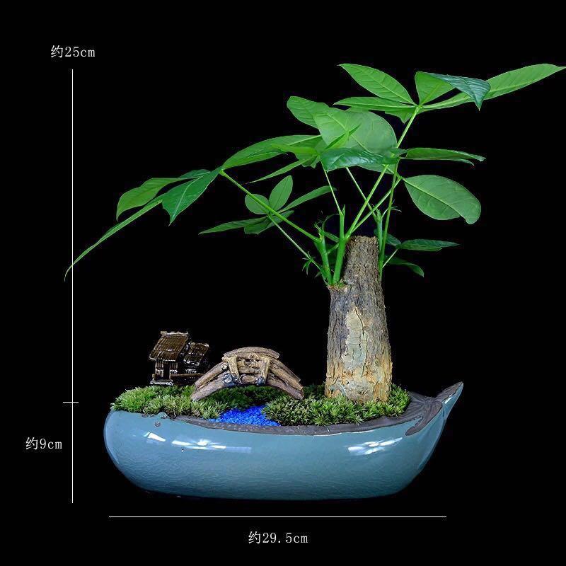 Bonsai Lucky Money Plant Pachira Fengshui Plants Good Luck Plants