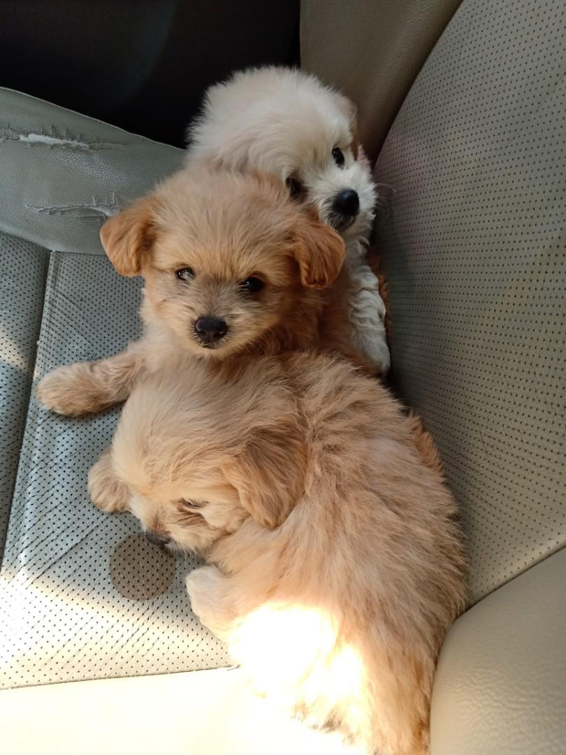 Short legged toy top poodle