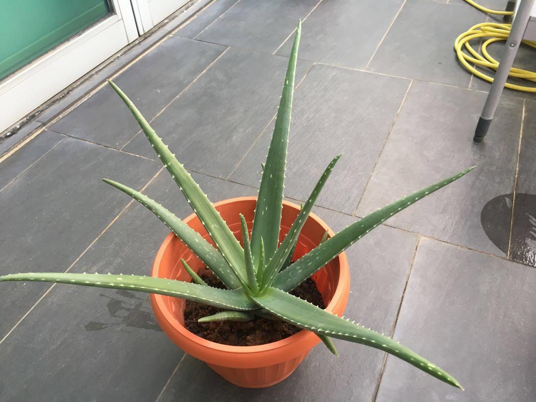 Organic Aloe Vera Plant Gardening Plants On Carousell