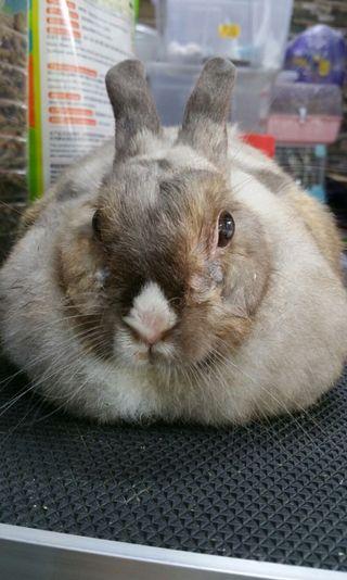 Small Animal Grooming (FREE Housevisit possible)