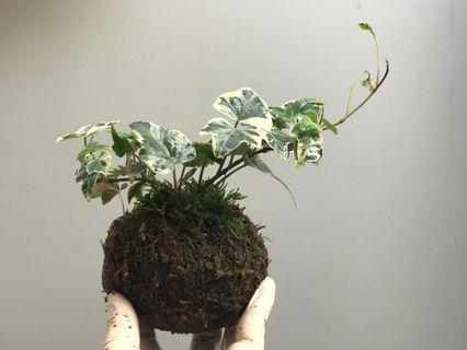 苔玉 傢俬 家居 Carousell Hong Kong