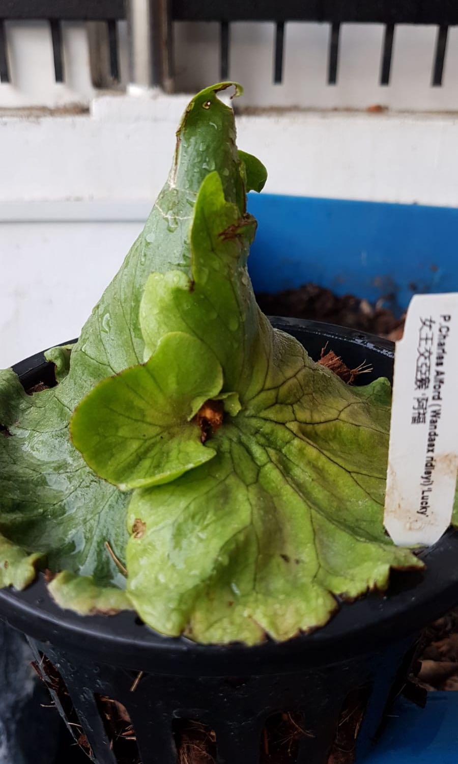 Staghorn platycerium Charles Alford Fern Ferns, Furniture & Home Living