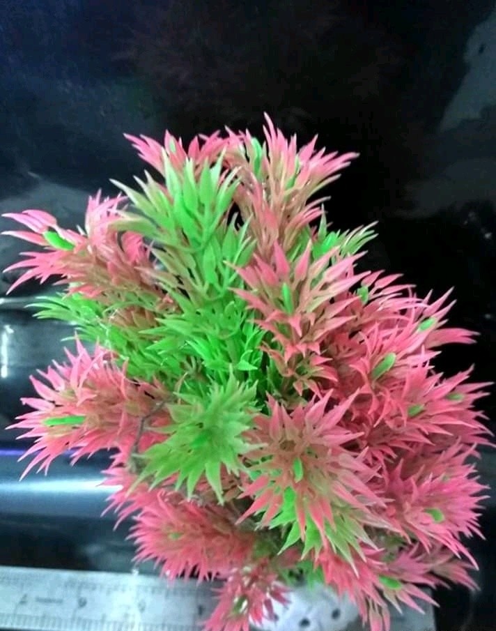 Bapau Bunga Kembang Hiasan Aquarium Pet Supplies Accessories On
