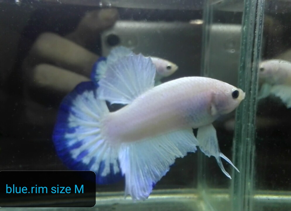 Ikan Cupang Hias Blue Rim Perlengkapan Hewan Aksesoris Hewan Di Carousell