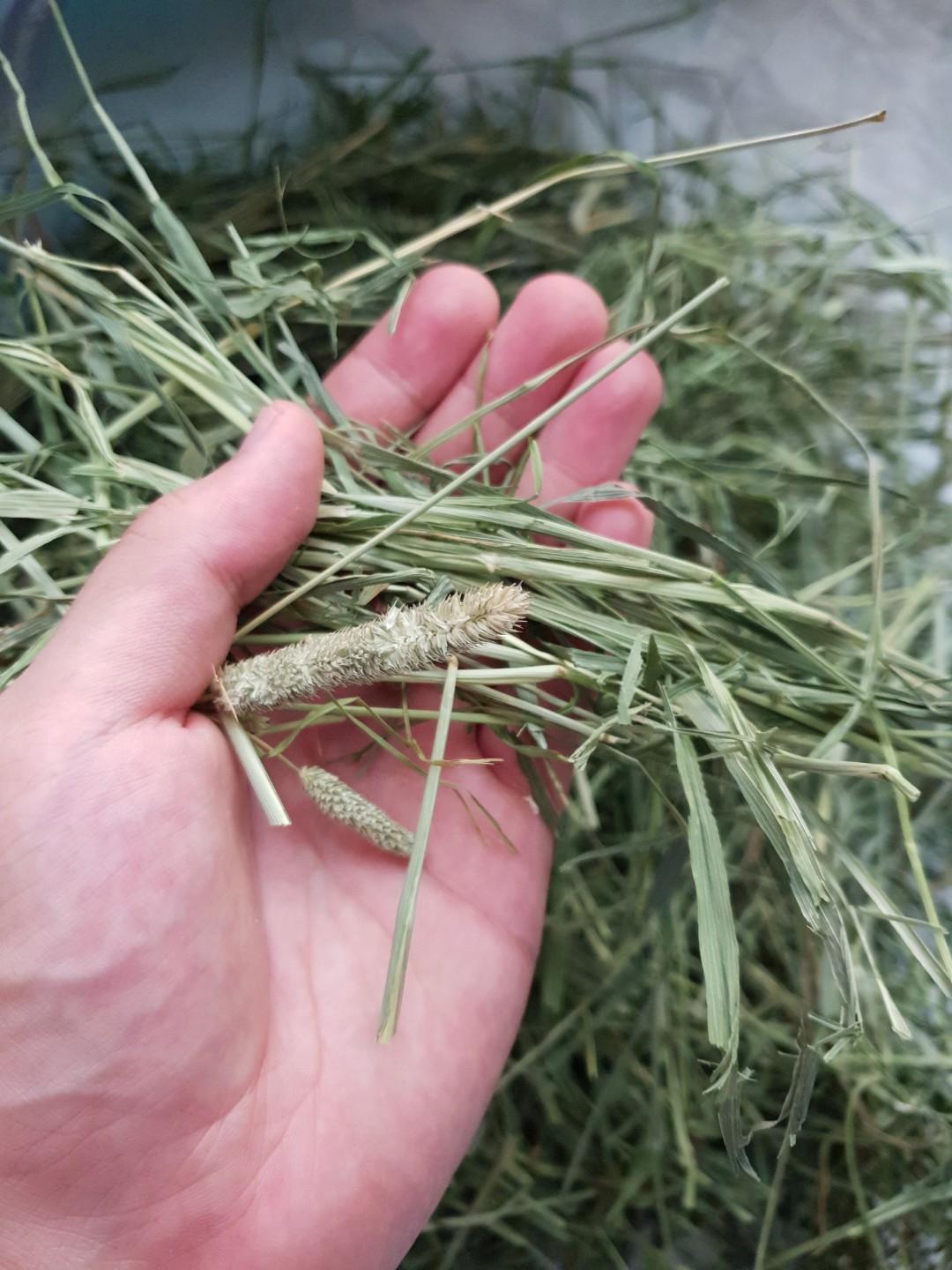 Premium Farm Grown Australian Timothy Hay Pet Supplies For Small Animals Pet Food On Carousell
