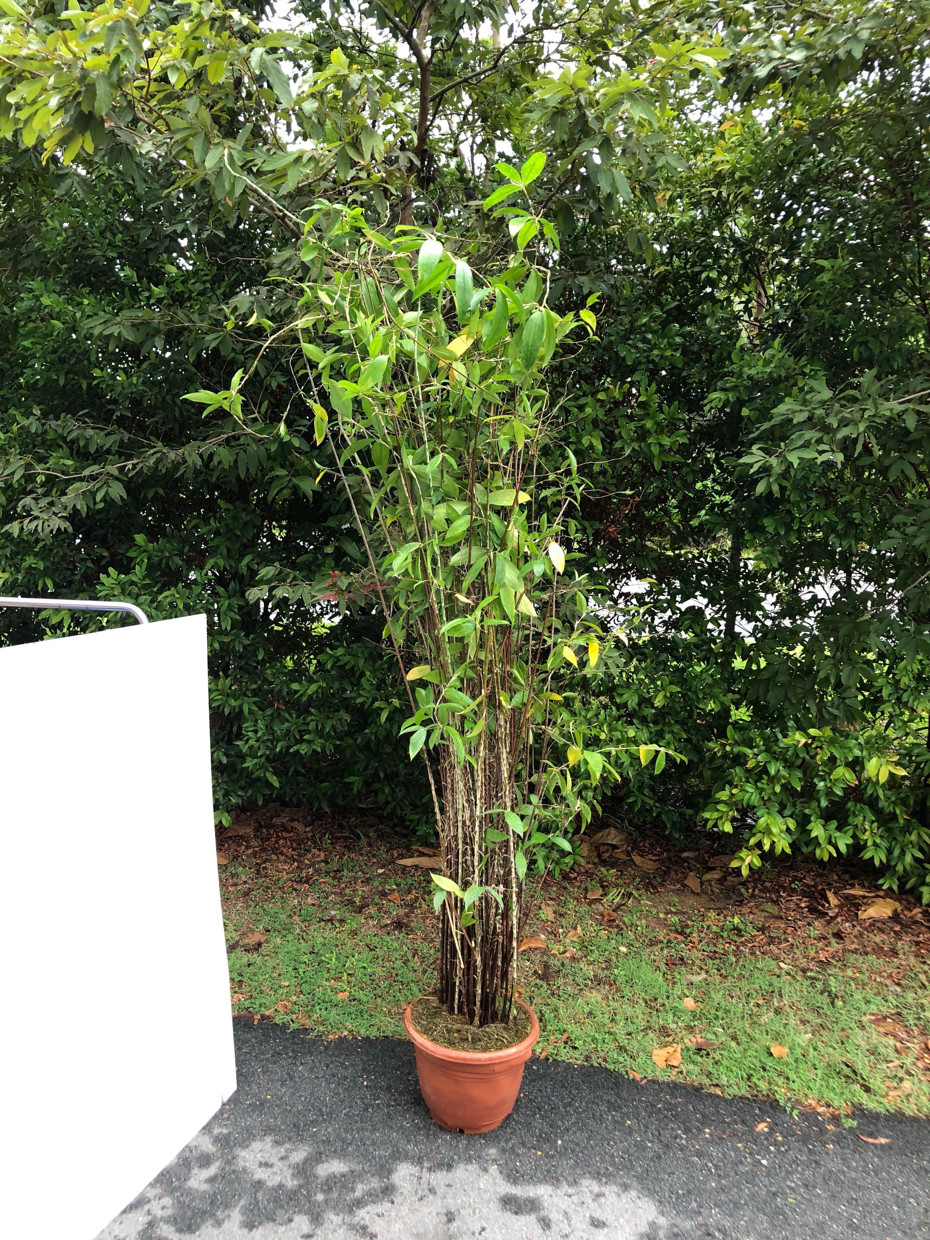 Japanese Bamboo 1 9 2m Gardening Plants On Carousell