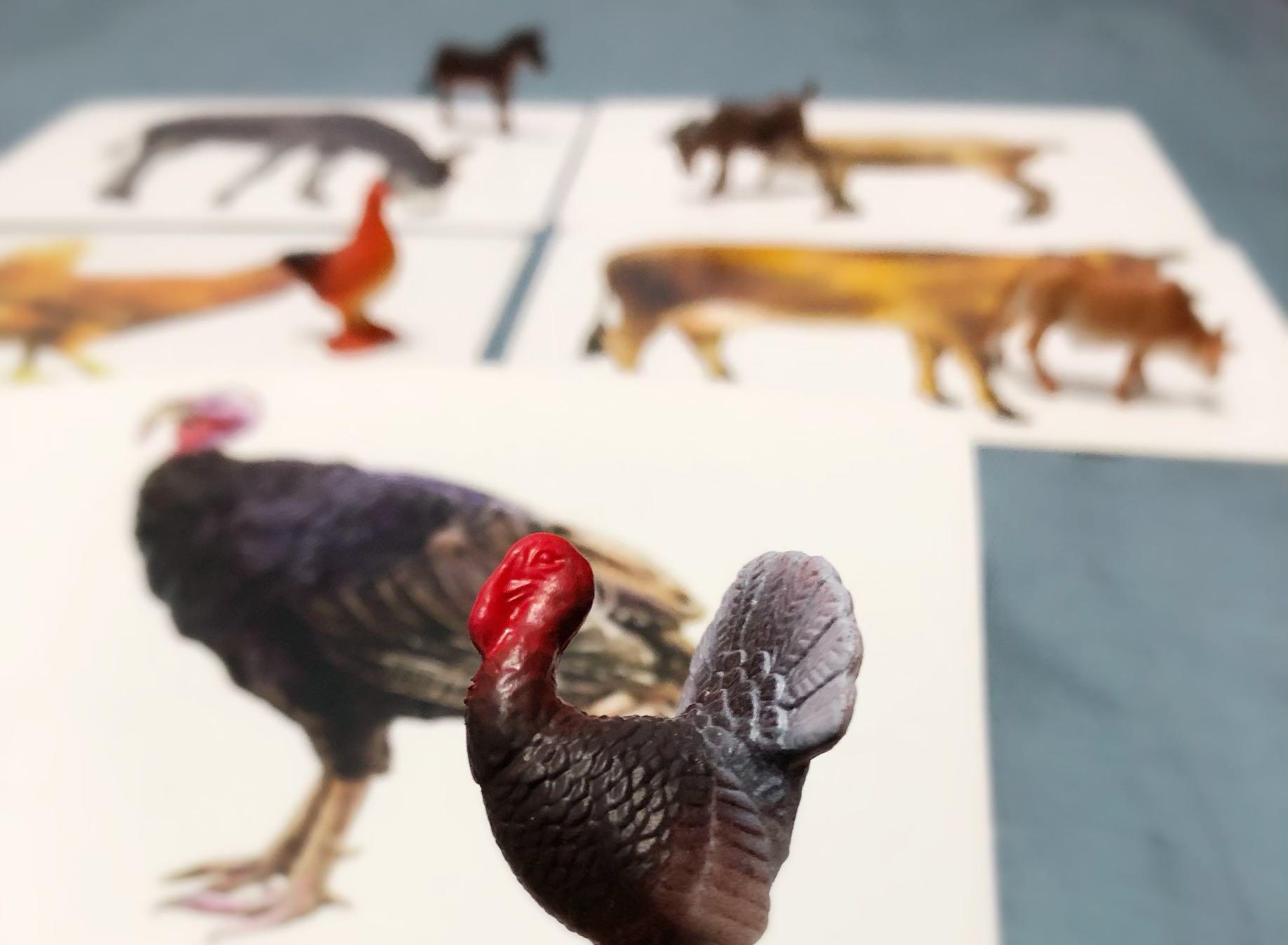 Malay Animal Flashcards / Kad Imbas Binatang, Hobbies & Toys, Toys 