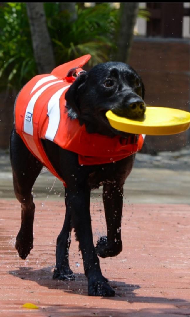 nemo dog life jacket