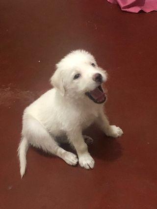 This good boi says hi. Not for sale. 😂