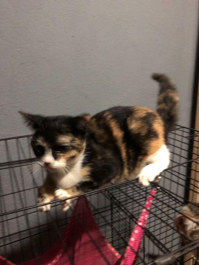 Domestic Short Hair Calico Pet Supplies Pet Accessories On