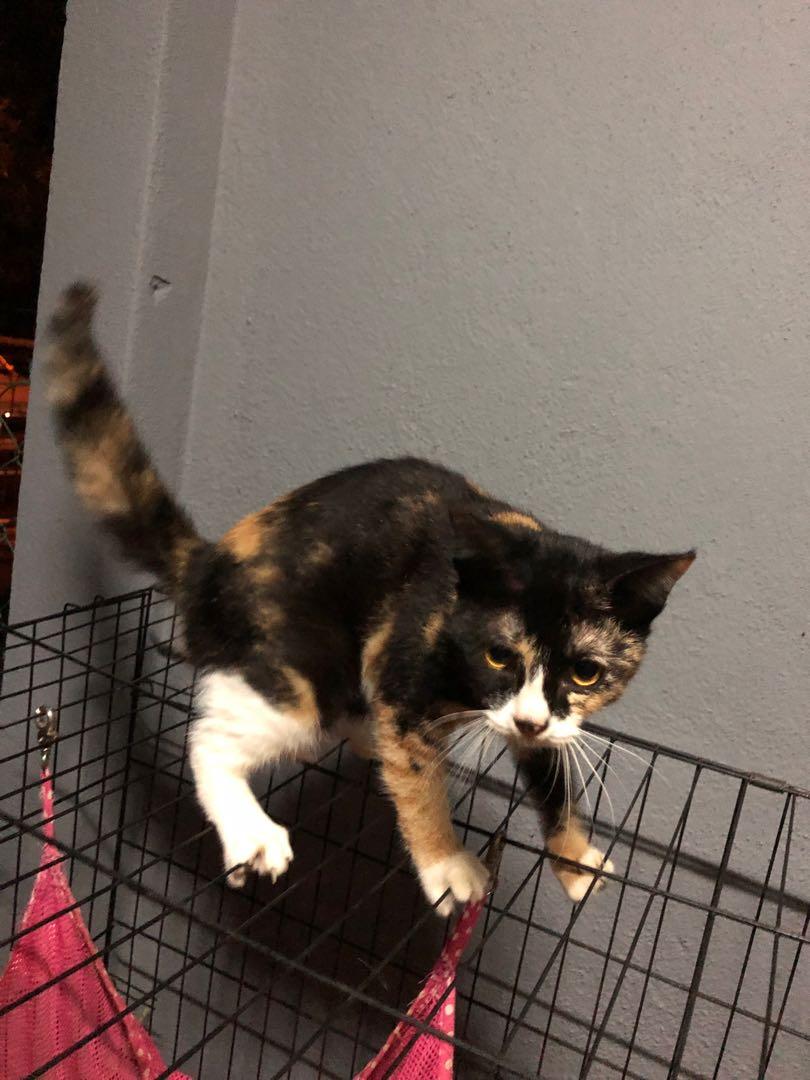 Domestic Short Hair Calico Pet Supplies Pet Accessories On
