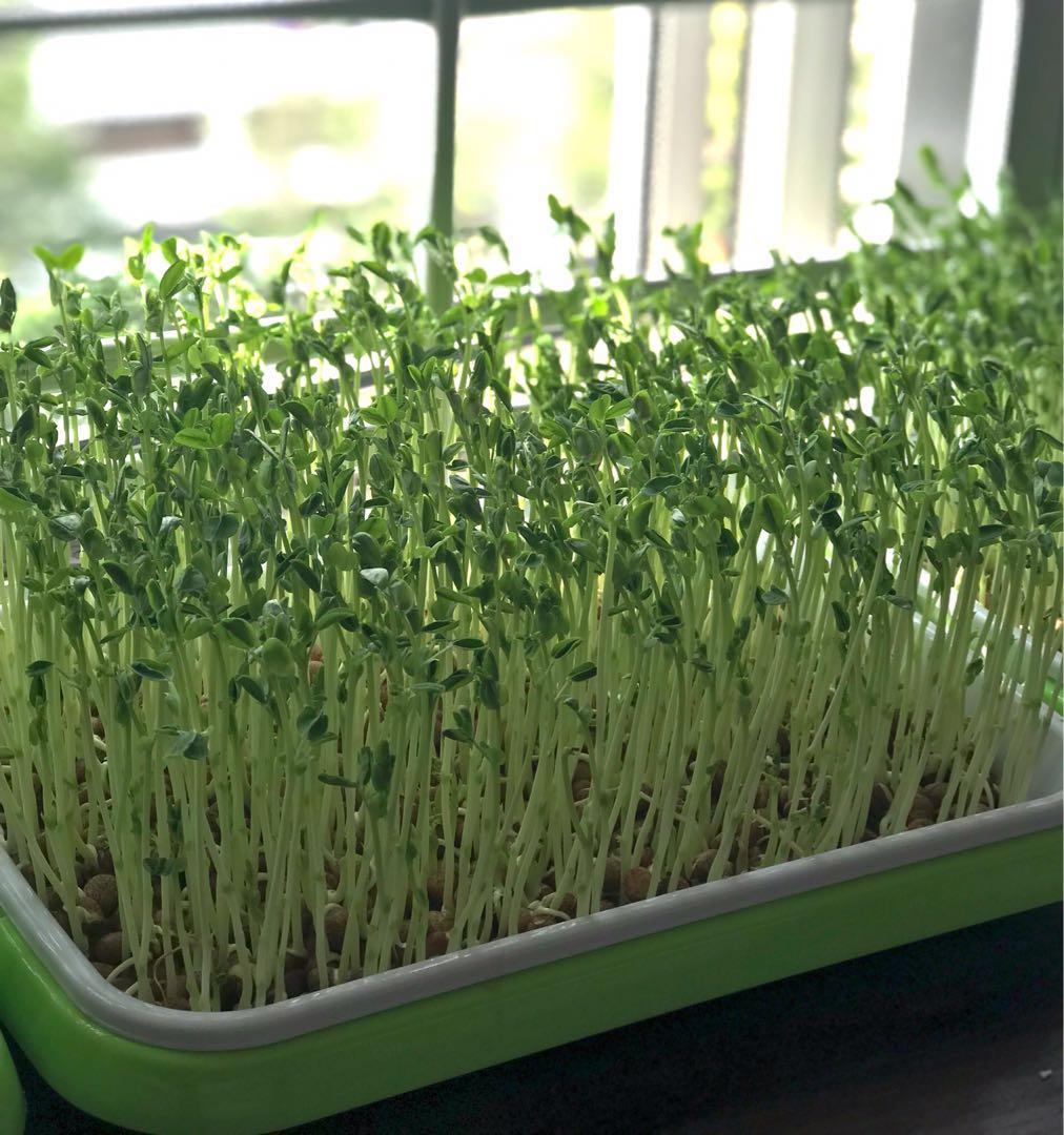 Doumiao Seeds With Hydroponic Tray Gardening Plants On Carousell