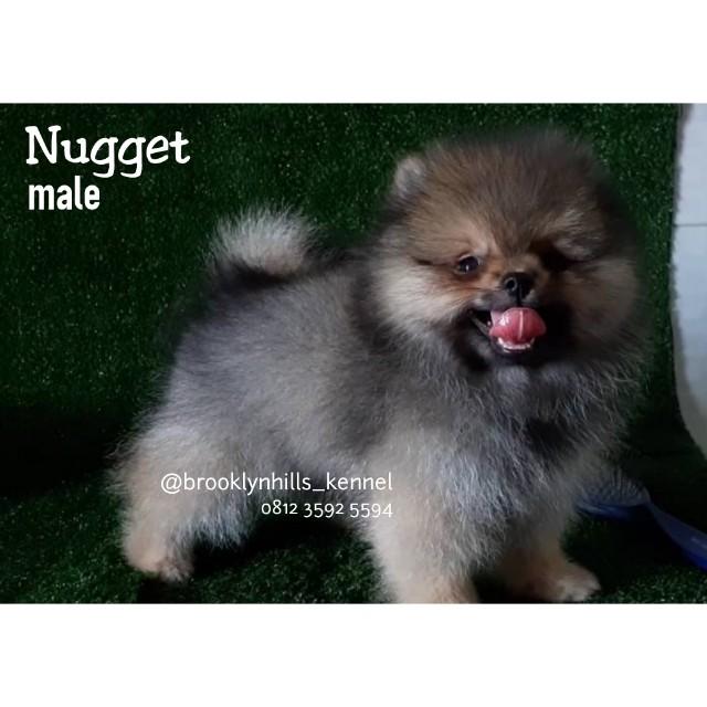 Anjing super mini pom sales