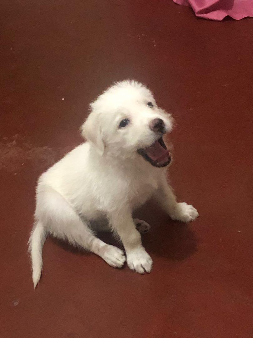 This Good Boi Says Hi Not For Sale Community On Carousell