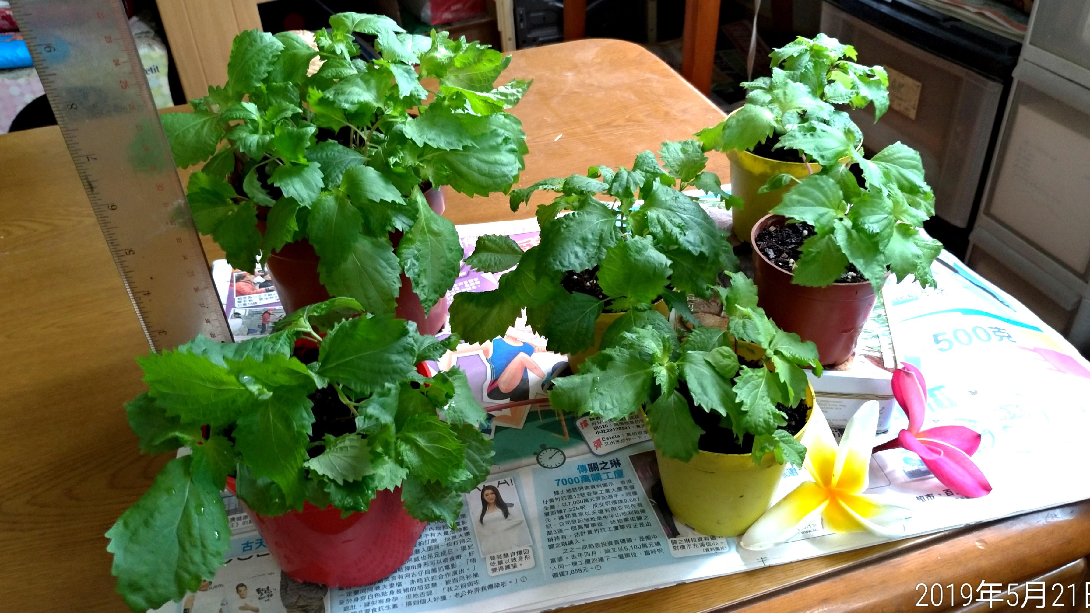 日本食用青紫蘇苗 傢俬 家居 Gardening Plants Carousell