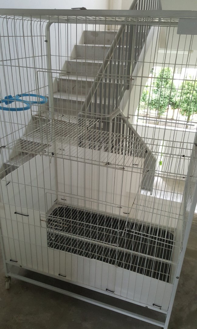 white cat cage