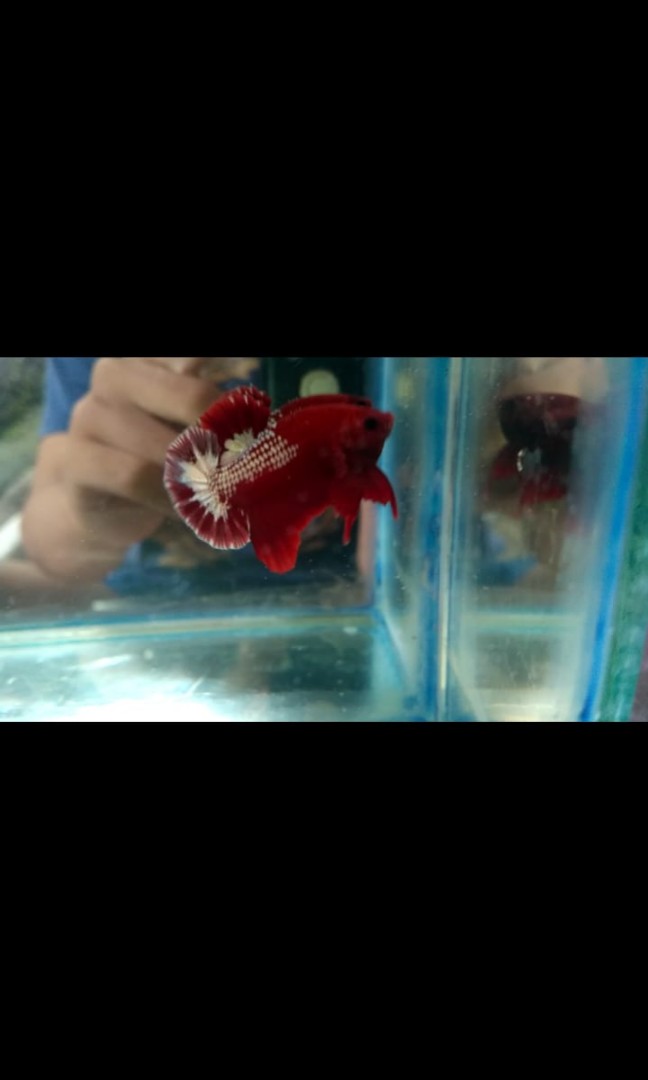 Ikan Cupang Fccp Perlengkapan Hewan Aksesoris Hewan Di Carousell