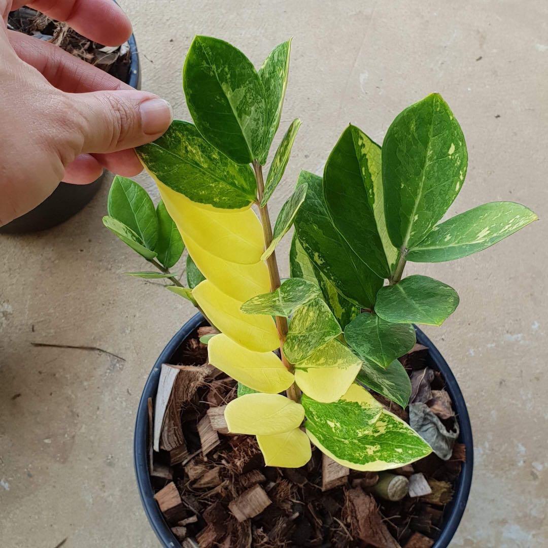 Variegated zz plant, Gardening, Plants on Carousell