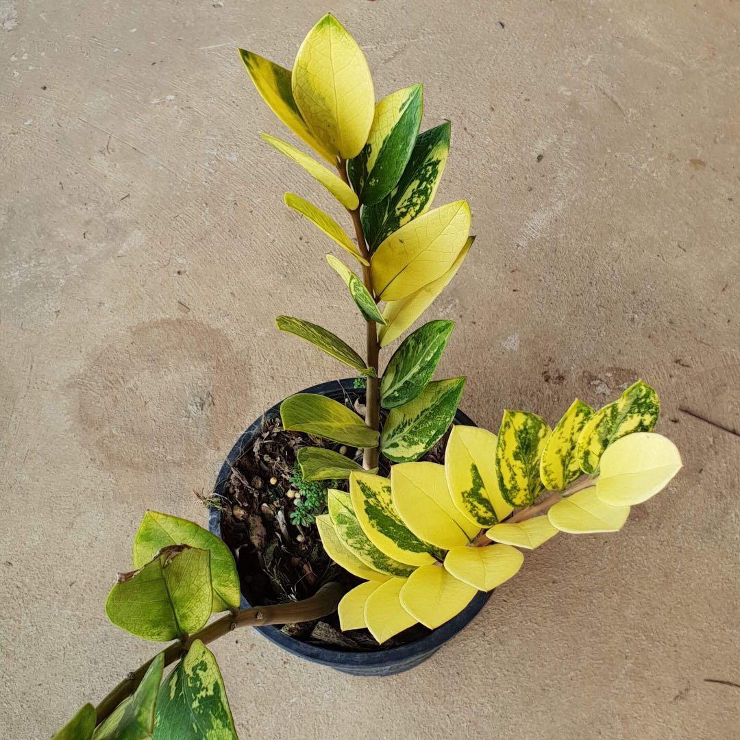 Variegated zz plant, Gardening, Plants on Carousell