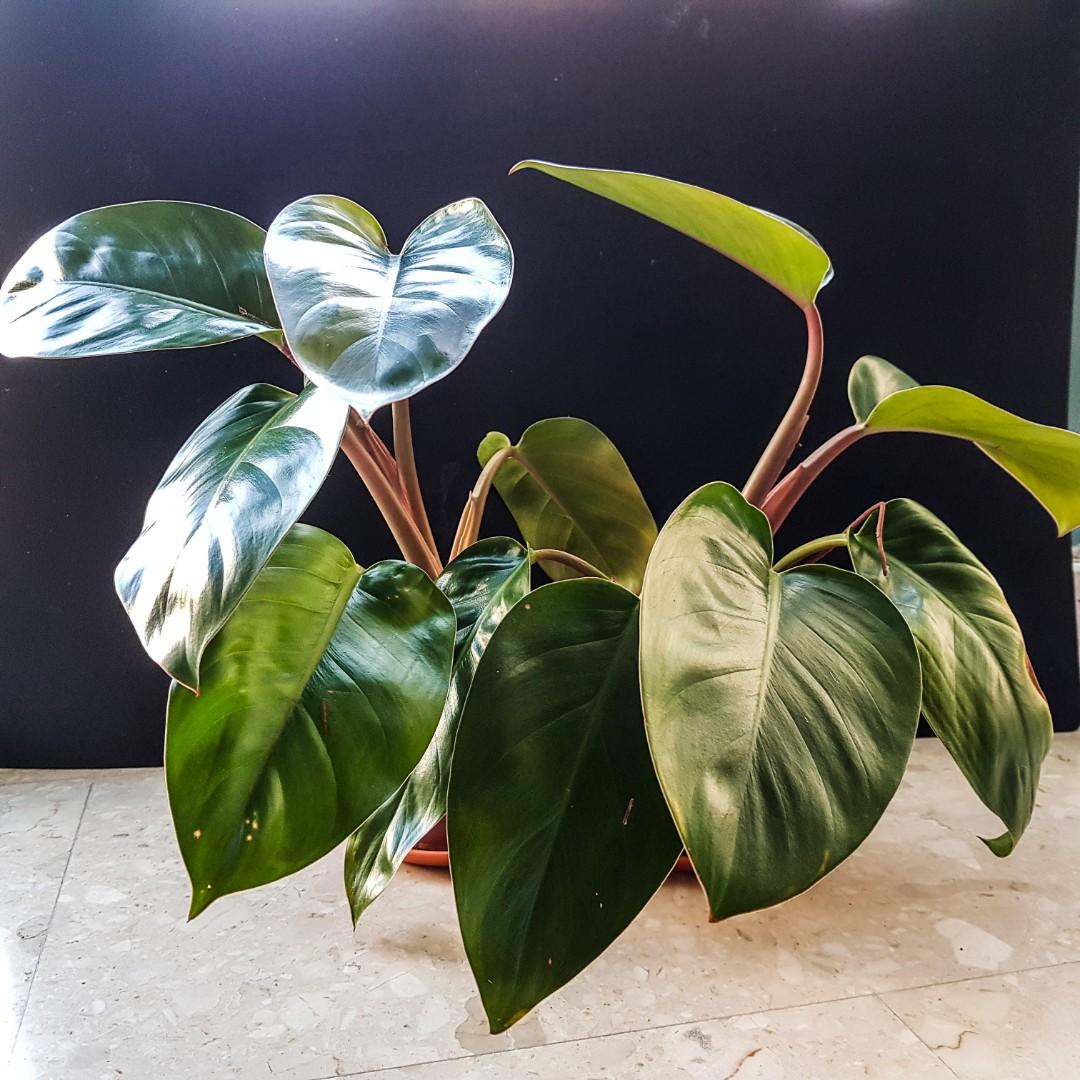blushing philodendron erubescens, furniture & home living