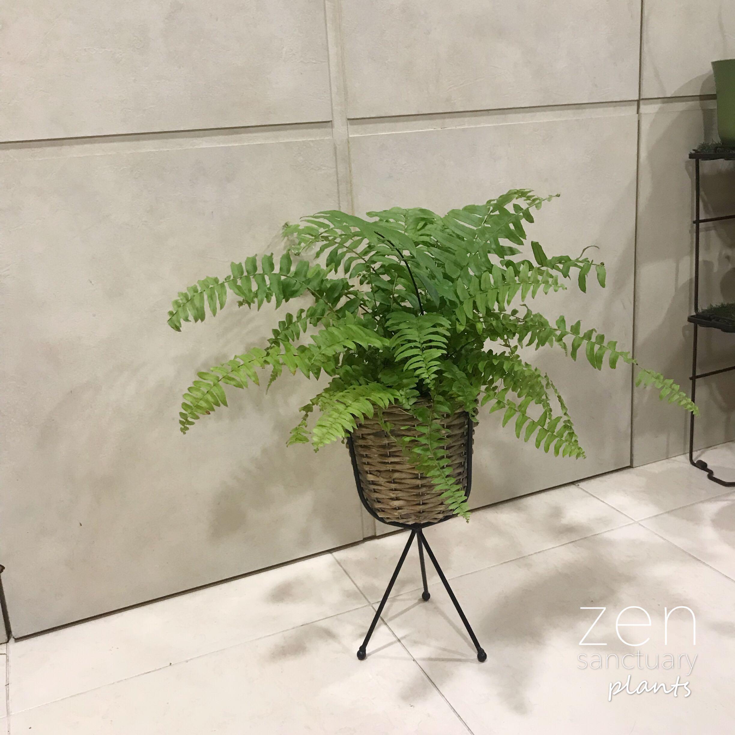 Boston Fern With Tripod Stand For Pre Order Gardening Plants