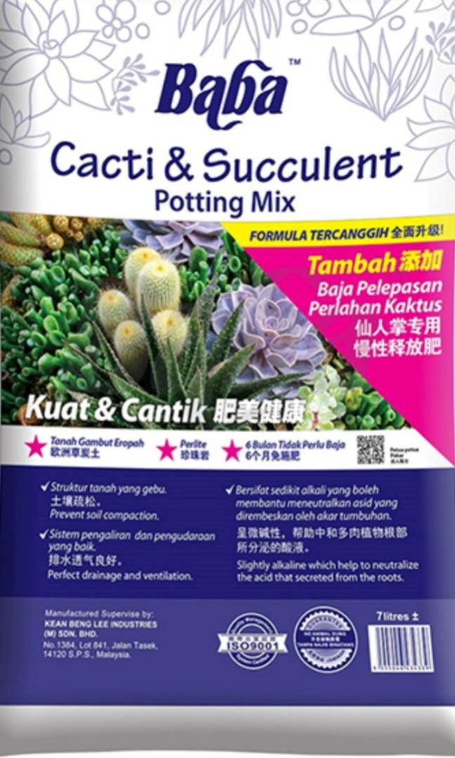 Baba Cacti Succulents Soil Furniture Home Living Gardening Plants Seeds On Carousell