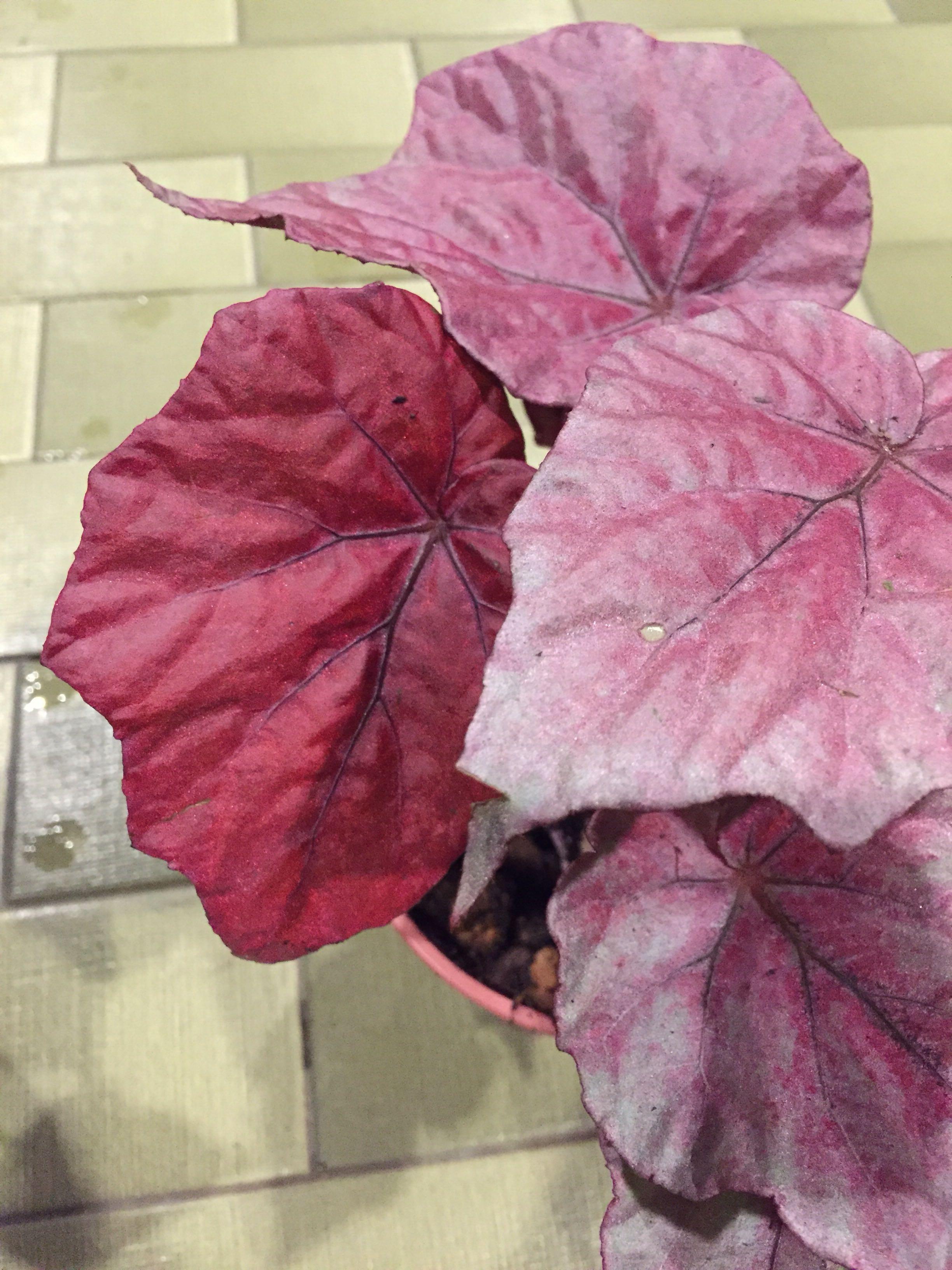 Begonia Rex Painted Leaf Pink Shades Inca Fire Furniture Home Living Gardening Plants Seeds On Carousell