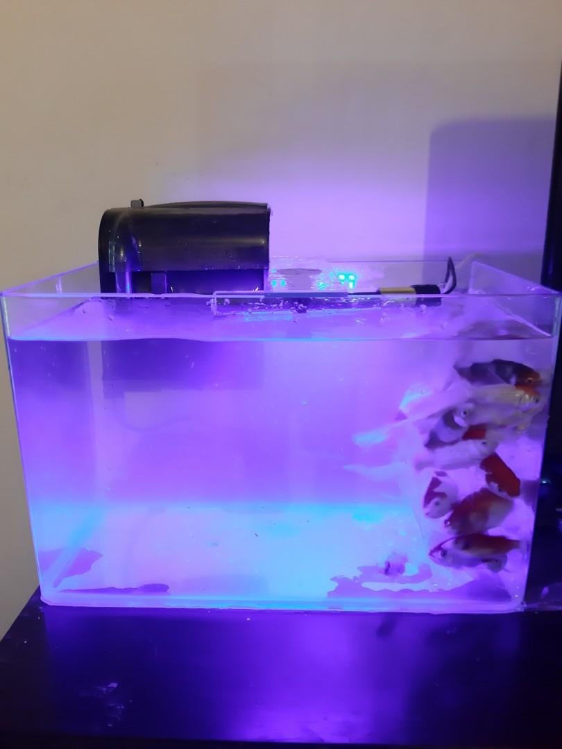 Jual Aquarium Akuarium Fullset Lengkap Bending Perabotan Rumah Di Carousell Harga aquarium bending recent