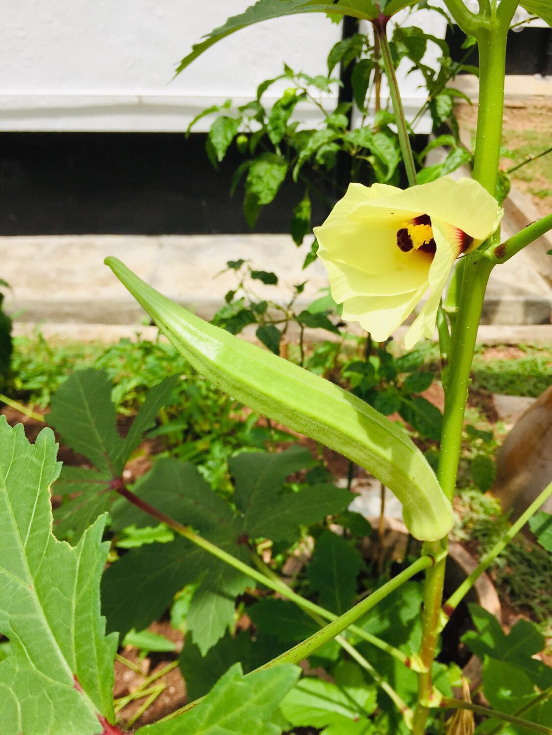 Organic okra seed, Furniture & Home Living, Gardening, Plants & Seeds