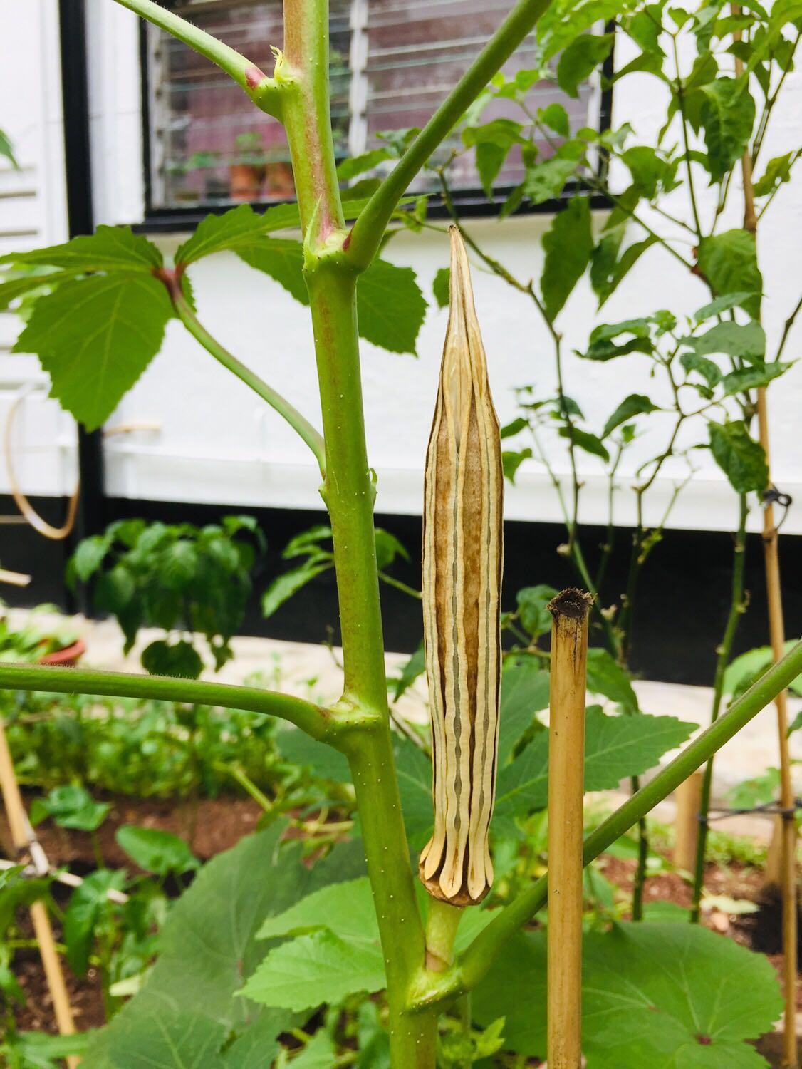 Organic okra seed, Furniture & Home Living, Gardening, Plants & Seeds