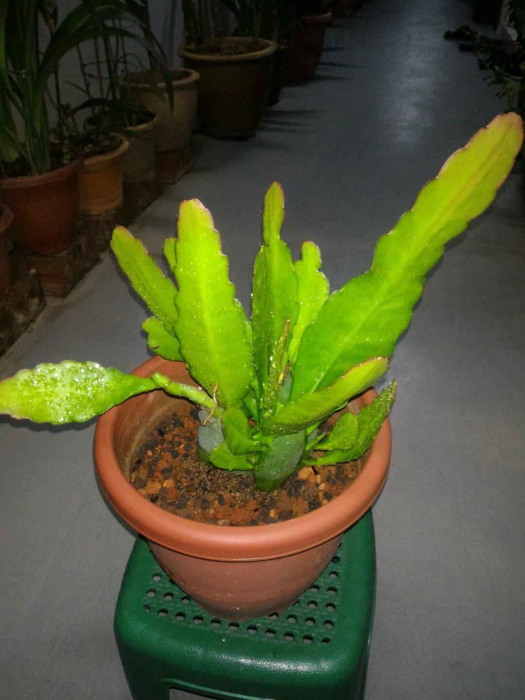 Purple Epiphyllum Plant Queen Of The Night Gardening Plants On Carousell