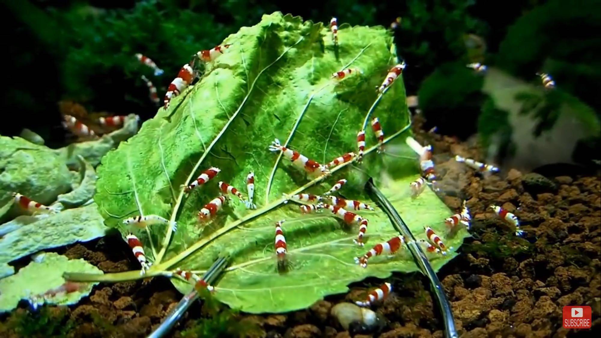 Mulberry leaves for Aquarium Shrimp, Furniture & Home Living, Gardening