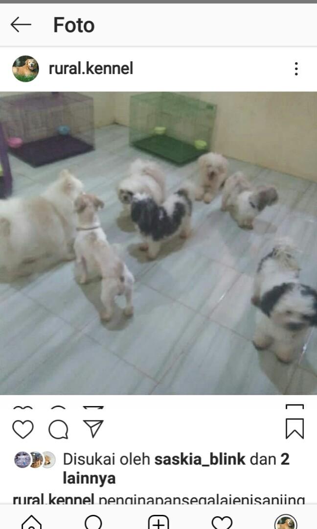 Penginapan Anjing Rumahan Pet Supplies Accessories On Carousell