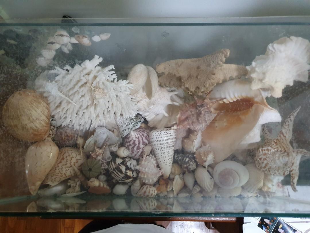 Shell Collection (Category: Craft Supplies & Tools) located in Singapore. Submitted by wholeforme (Listing ID 230868332, Image 3). Description: PM me if interested! Selling my shell collection including the fish tank!.