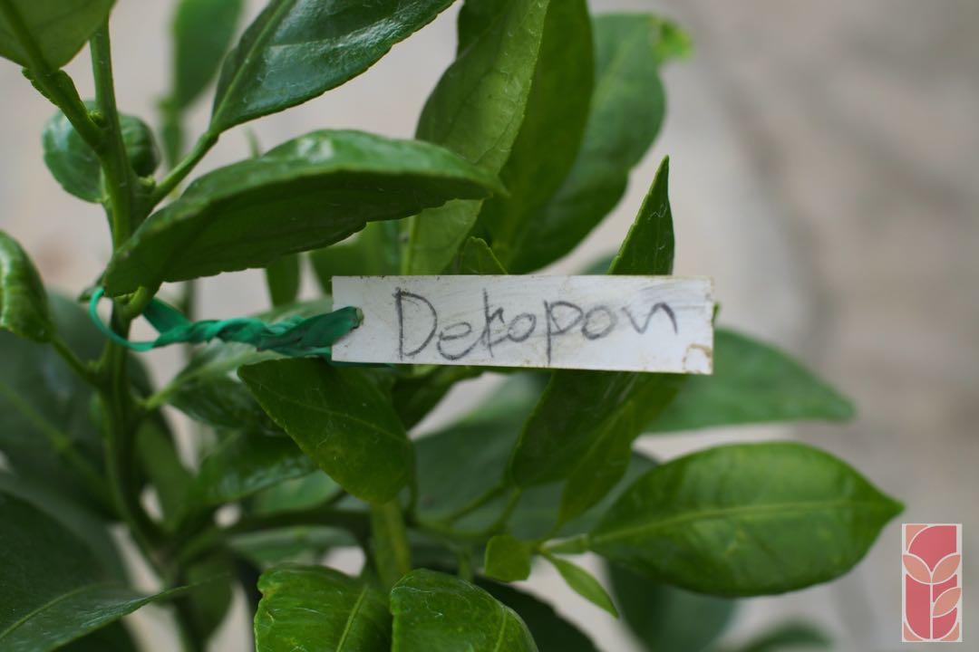 Dekopon orange tree, Furniture & Home Living, Gardening, Plants & Seeds