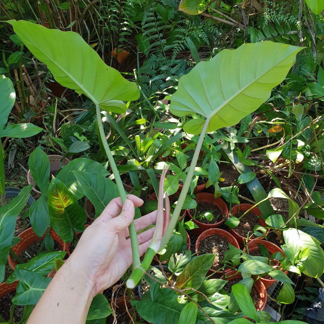 Philodendron Fever Jungle Cutting For Sale Gardening Plants On Carousell