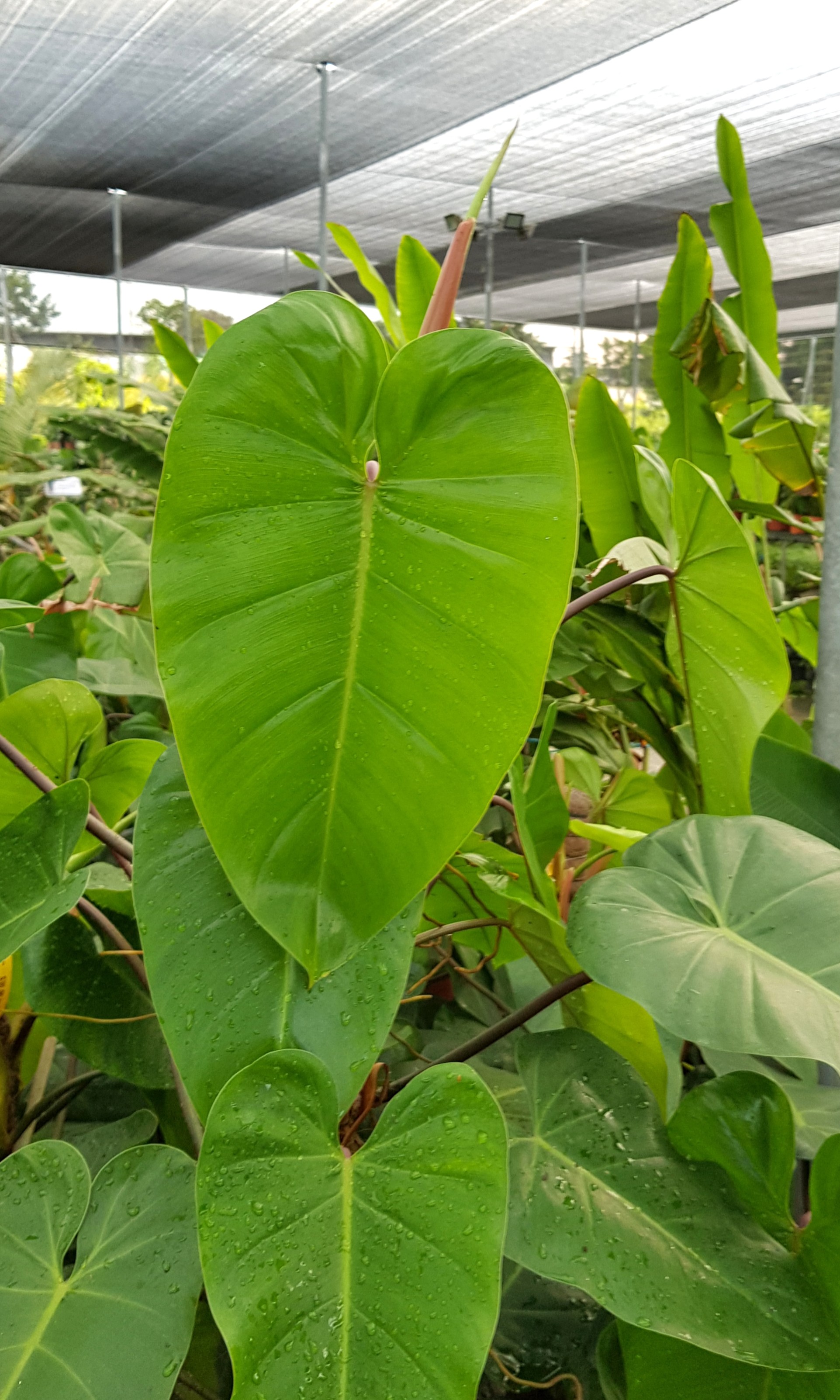 Plant - Philodendron Emerald Queen (4ft), Furniture & Home Living