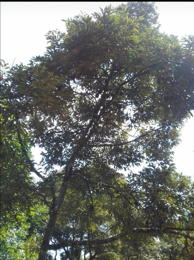 Dusun Durian Utk Dijual Property For Sale On Carousell