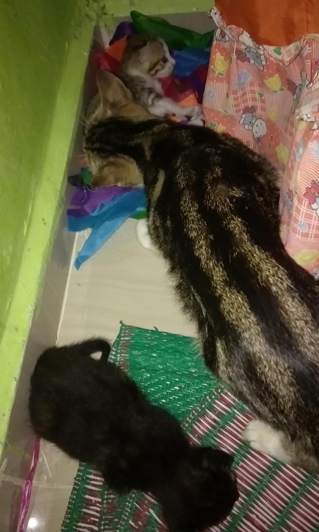 Kucing Bengal Marble Pet Supplies Pet Accessories On Carousell Selain karena harga kucing bengal tinggi, kucing ini memiliki karakter dan perilaku yang unik. kucing bengal marble pet supplies pet