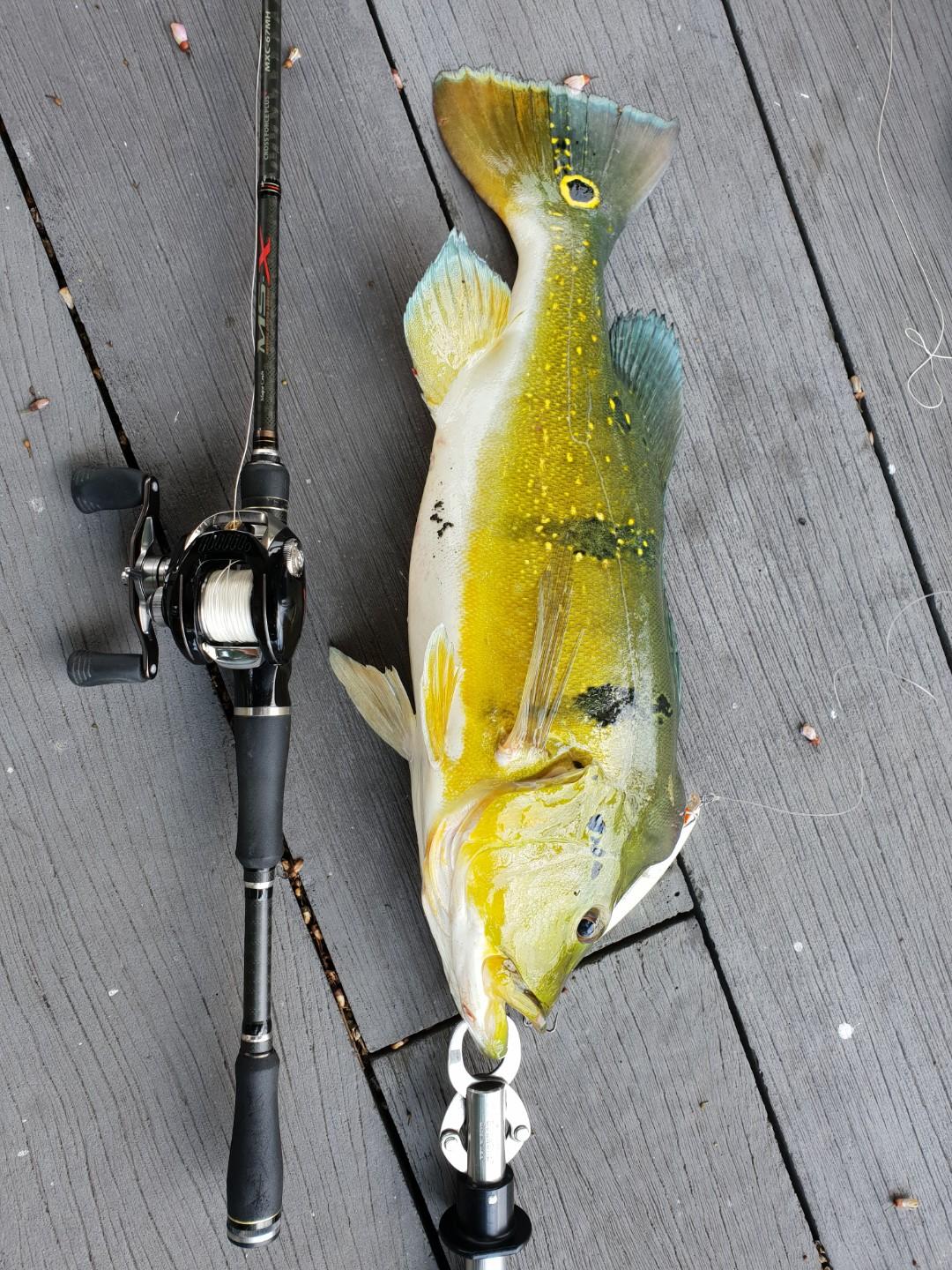 daiwa zillion type r
