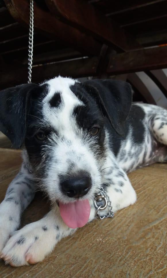 Anjing Pitbull Terrier Pet Supplies Food On Carousell