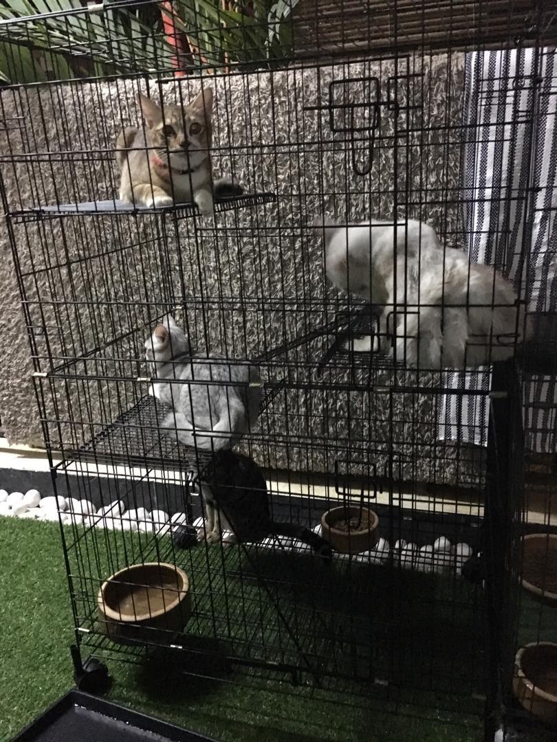 Sangkar Kucing 3 Tingkat, Pet Supplies, Pet Accessories on Carousell