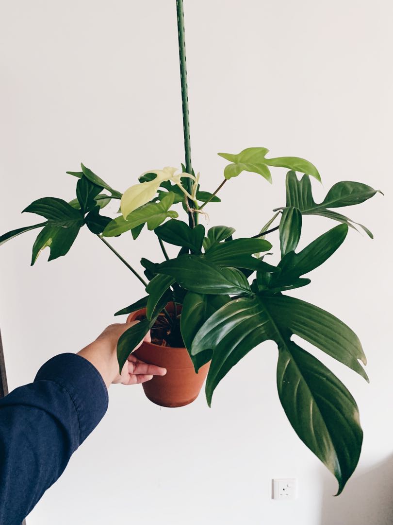 Philodendron Florida Ghost Aurea, Gardening, Plants on ...