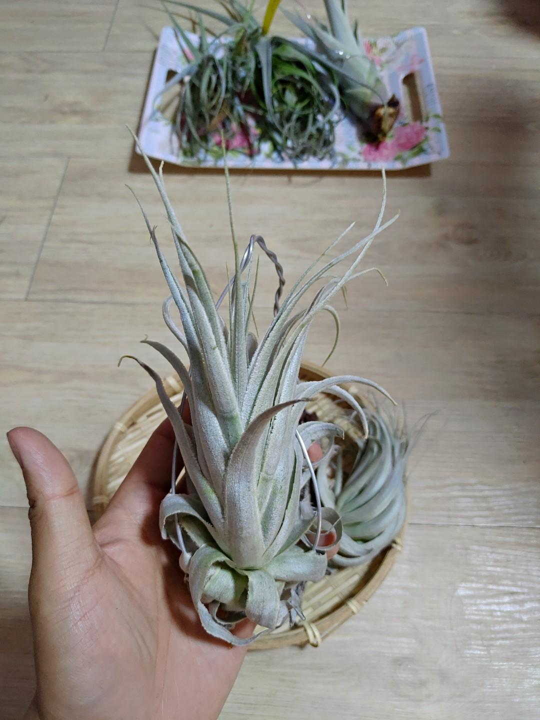 空氣草變異薄紗tillandsia gardneri var rupicola, 傢俬＆家居, 園藝