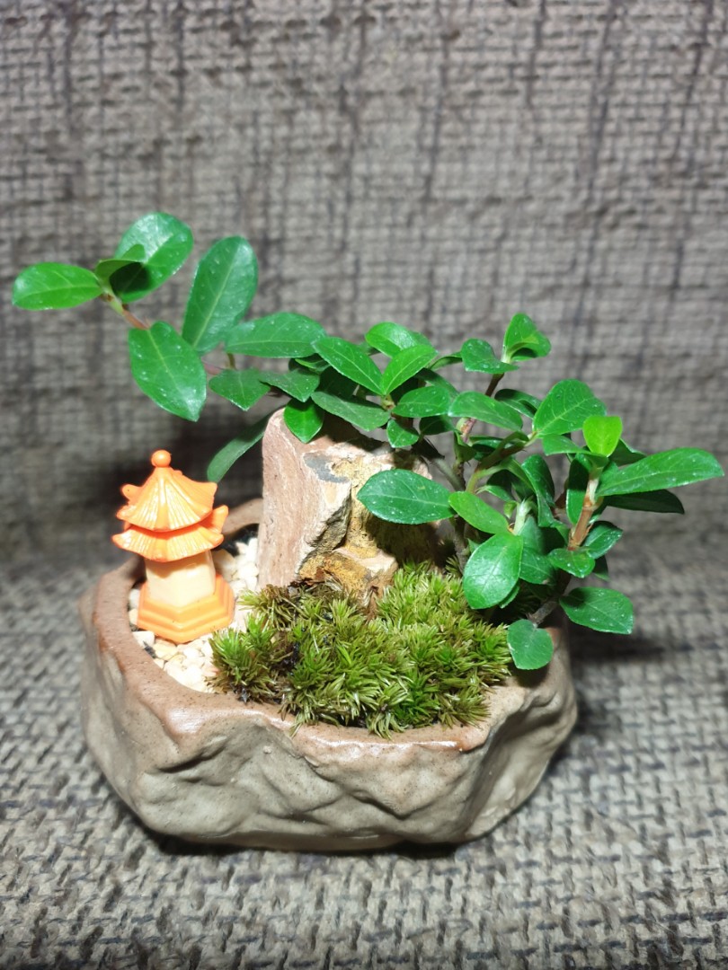 A Mini Ficus Bonsai Scenary Theme Terrarium Gardening Plants On Carousell