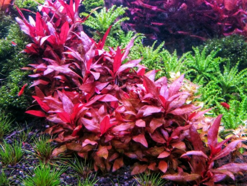 Alternanthera Reineckii Mini Home Furniture Gardening On Carousell