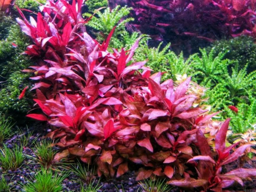 Alternanthera Reineckii Mini Home Furniture Gardening On Carousell