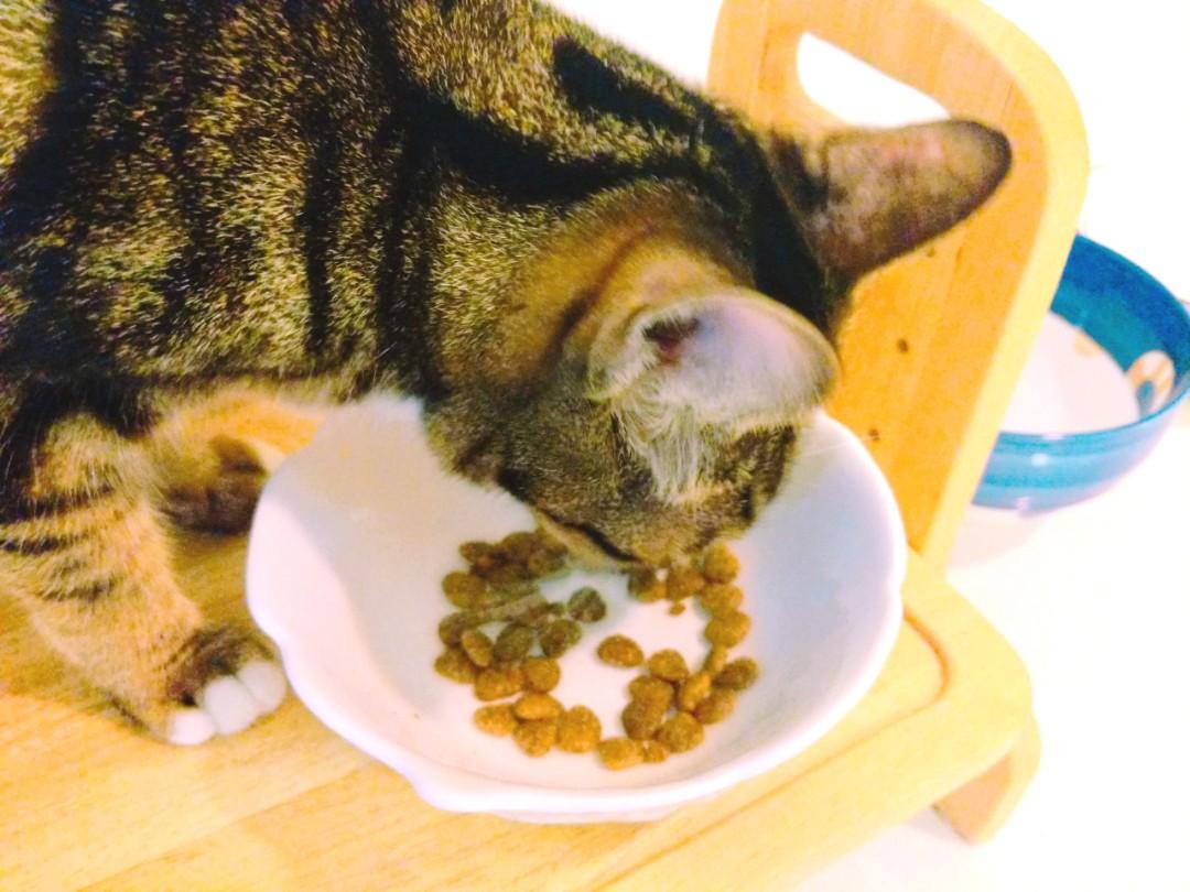 Benevo Vegan Vegetarian Cat Food Sample Pack 100g Pet Supplies For Cats Cat Food On Carousell