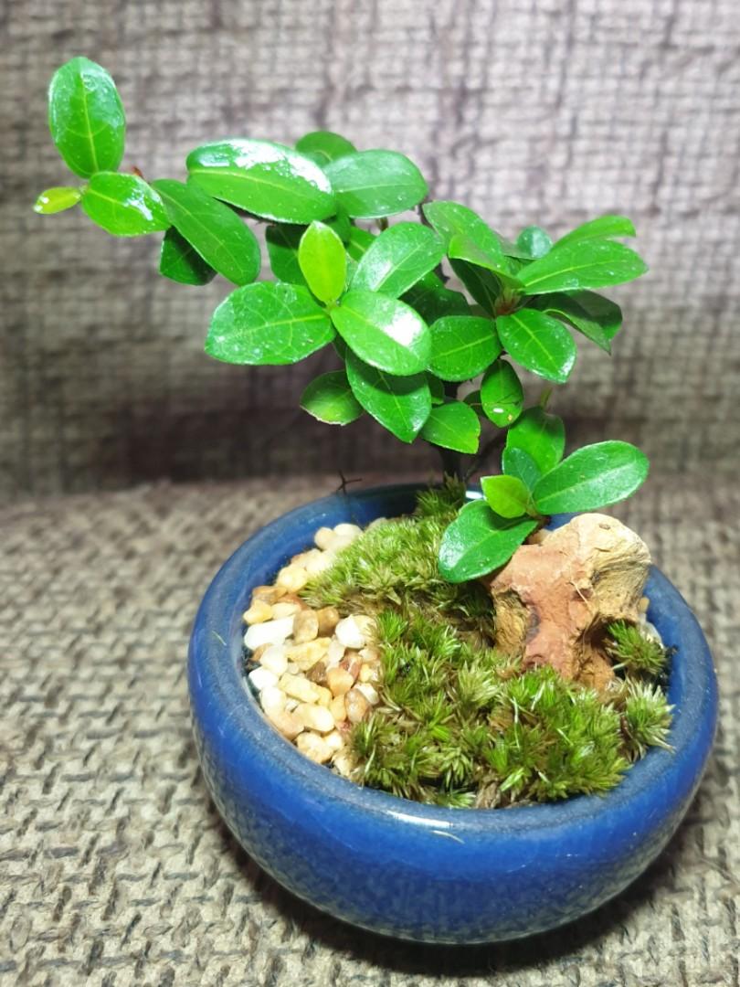 Mini Ficus Bonsai Terrarium Gardening Plants On Carousell