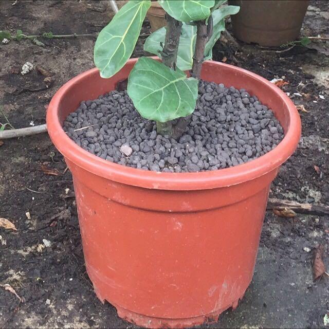 ficus lyrata 1.3-1.6mtr